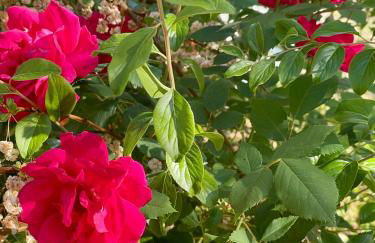 Sierra Mountain Lodge - Vacation Rentals - Yosemite - Foto 65