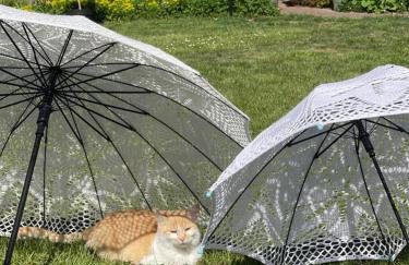 Agro na Wapniarni - Foto 9