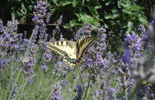 Holiday Home Julia - Foto 34