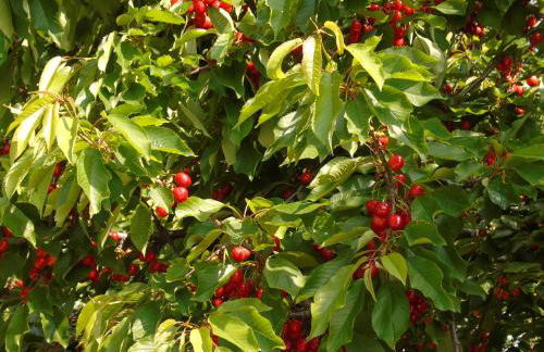 Aux Lauriers d'Adhémar - Foto 46