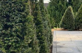 RINGZEIT-Lodge - Foto 50