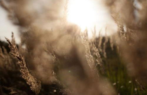 Wald-Apartment - Foto 43