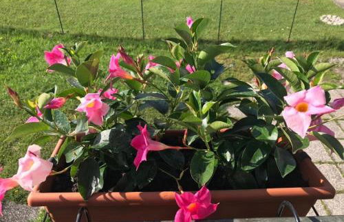 GRAZIOSA BIFAMILIARE AD ASIAGO con giardino privato - Foto 42