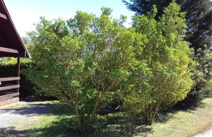 Chalet Domaine du Hulobiet - Foto 36