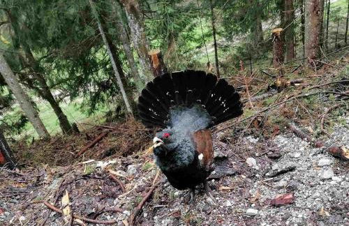 Haus Schmidberger - Foto 28