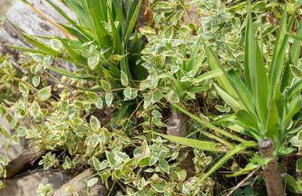 Mas Font- Nature Bike - Foto 53