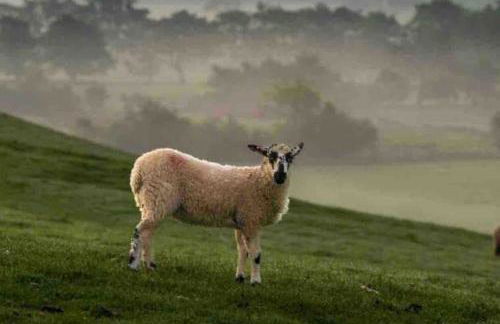 Labernum Cottage, Ingleton Village, Yorkshire Dales National Park, Famous Three Peaks, Near The Lake District, Pets Are Welcome, Direct Parking in front of the Cottage & Guest Parking - Foto 43