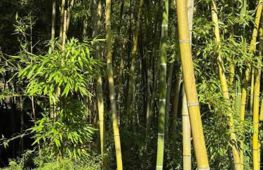 Gîte Citronnier Authentique et paisible - Foto 28