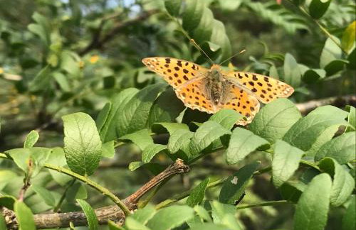 Domek Walentinki - Foto 21