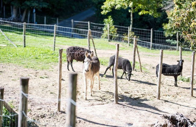 Podere Il Sorriso Degli Angeli - Photo 13