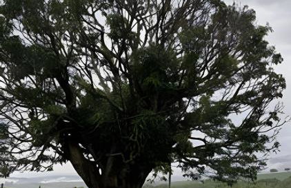 Sítio rústico e encantador no pé da Canastra - Foto 25