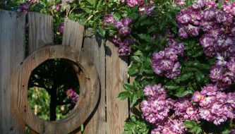 Lüüntjenest - Foto 4