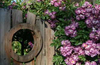 Lüüntjenest - Foto 4