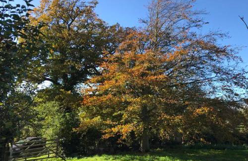 Simpers Drift, Great Glemham - Foto 38