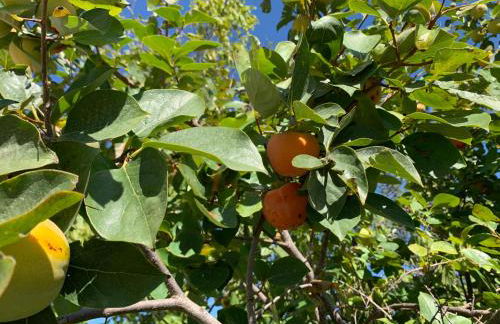 Villa Santa Lucia - Foto 46