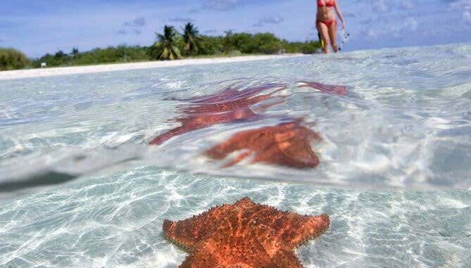 See starfish