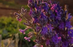 Bio Agriturismo Le Giunchiglie - Foto 35