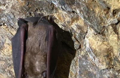 El Abigero II - Foto 33