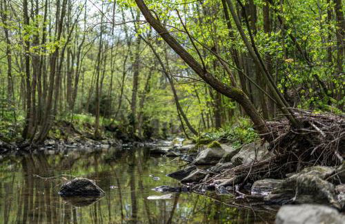 Ferienwohnung zum Specht - Foto 21