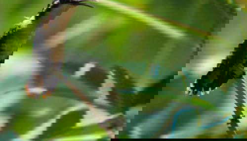 San Sebastián Rainforest Excursion - Foto 3