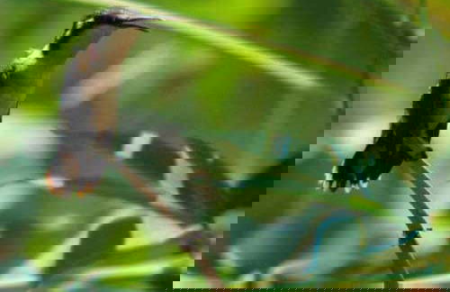 San Sebastián Rainforest Excursion - Photo 2