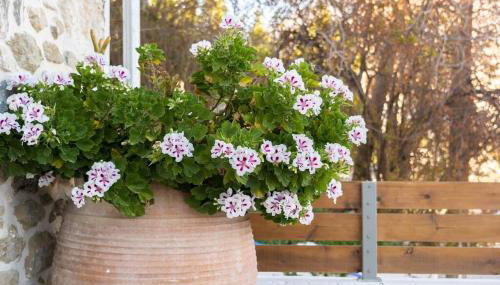 Merastri Cretan Home - Foto 2, Garden