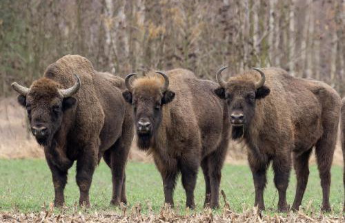 TATANKA Dom w Puszczy & SPA na Polanie - Foto 39