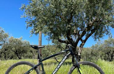 Almojanda 3 Olive Tree - Foto 78