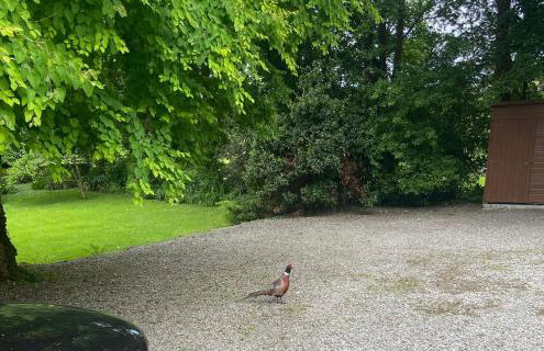 Barnhaven, beautiful converted coach house in National Park - Foto 29