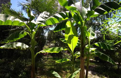 Maison Chopin - Foto 8