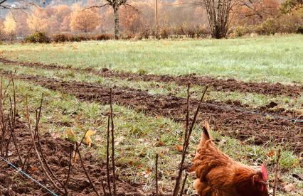 Gîte à la Ferme de Verdurette Cordes-sur-Ciel - Foto 30