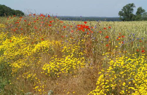 Museumshof Puddemin - Foto 14