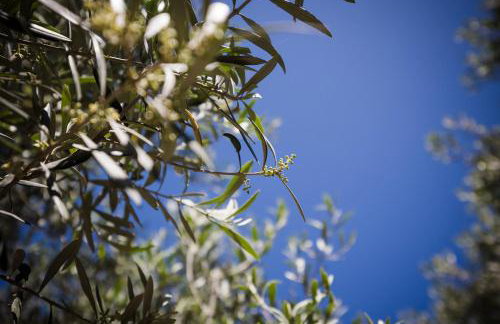 Olive Garden Villa Venetia - Foto 59