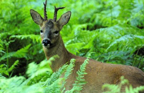 Luxury New Forest Barn, ideal for couples - Photo 9