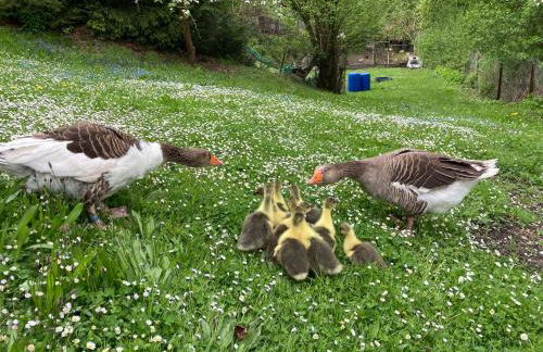 Ferienwohnung Prüfer - Photo 14