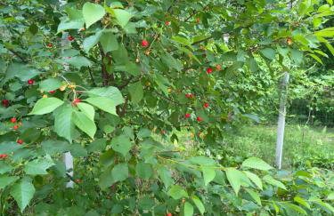 Hacienda domek całoroczny z jacuzzi w lesie pod Rzeszowem - Foto 35