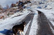 Red Deer Cottage at Fanans - Foto 9