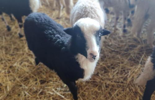 Cuile Casari - Foto 43