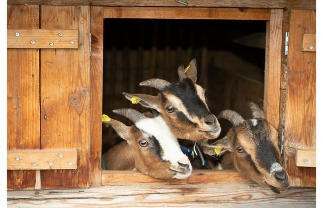 Infanglalm "attersee" - Foto 14