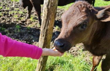 Chalet Zugspitze, Kamin, Tiere - Foto 17