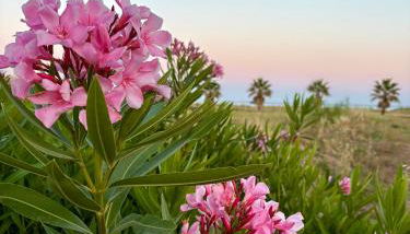 Villa Vinci - Foto 2