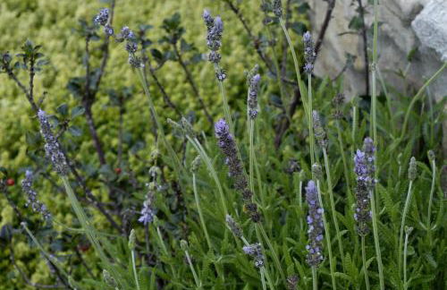 Casa Tomàs TURISMO RURAL - Foto 6