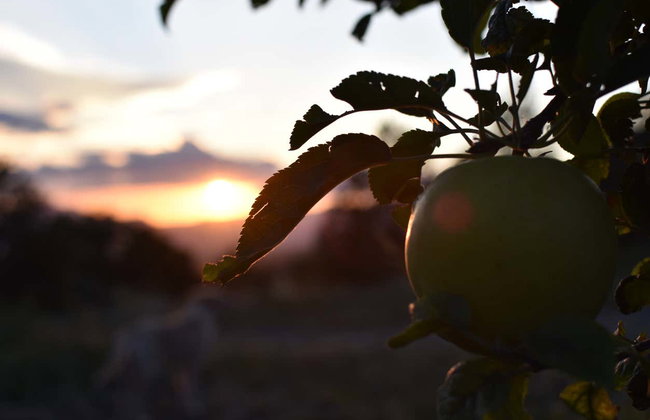 Visita a una huerta de manzanas - Foto 6