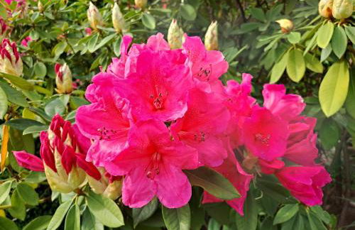 Gîte 1 "Mimosa" aux Magnolias - Foto 30