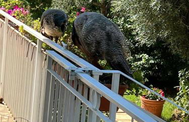 La Casa Dei Fiori - Foto 23