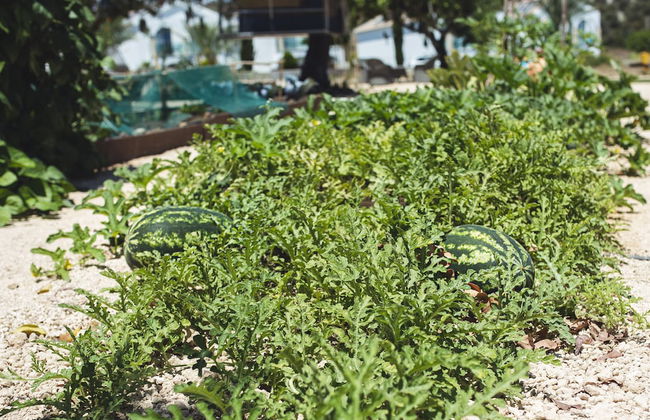 Latchi Escape Hotel & Suites - Foto 35