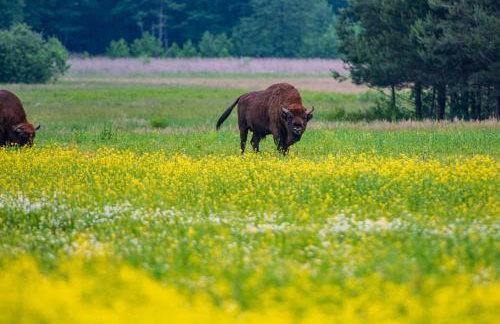 Agroturystyka u Wojtka - Foto 29
