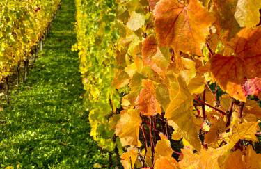 Fach1738 Dernau - Ahrtal - Foto 3