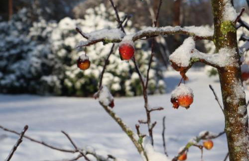 Ferienwohnungen Seerose - Foto 50