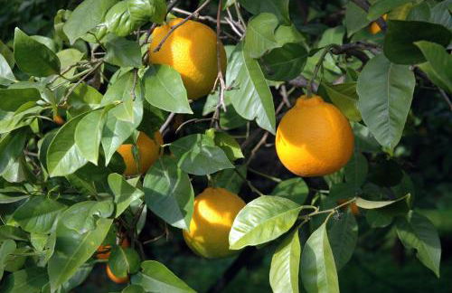 Biologico Dell'Etna - Foto 17
